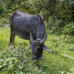 2024-10 - Népal - J05 - De Ghandruk à Tadapani - 174